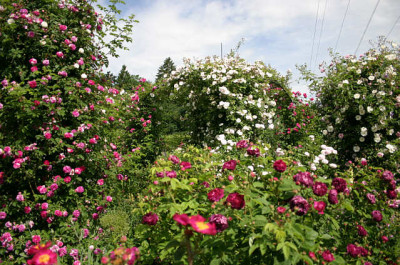 Evi-Garten0207.jpg