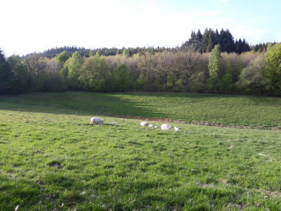 büwiesen2019mai.jpg