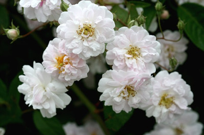 R_PaulsHimalayanRambler280507.jpg