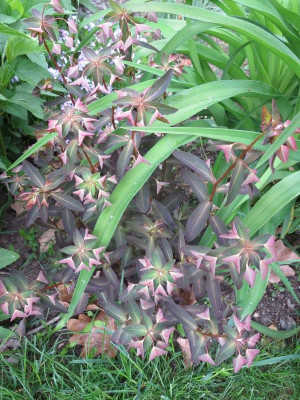 Euphorbia_7860.jpg