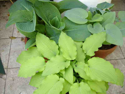 Hosta_dogwood.jpg