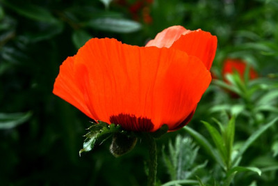 St_Mohn280507.jpg