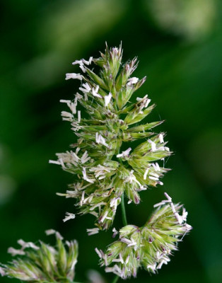 St_Gras280507.jpg