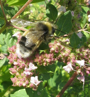 Besuch_auf_Oregano_2_1_1_1.jpg
