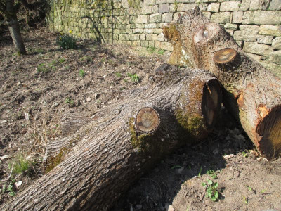 Gestürzte Eiche 20190330_03.JPG