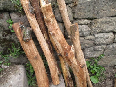 Geschältes Holz 20190505.jpg