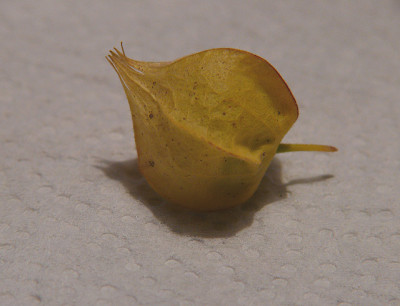 ananaskirsche_415.jpg
