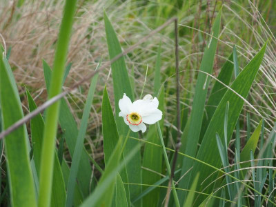 Narcissus poeticus recurvus P5050025.JPG