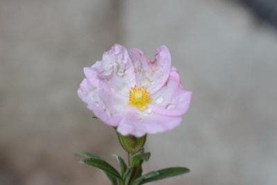 akelei, cistrose 009.JPG