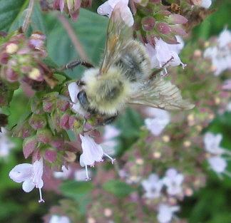 Besuch_auf_Oregano_3_1_1.jpg