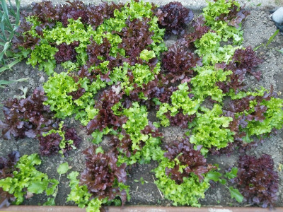 Pflücksalat Mischung.jpg