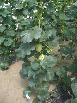 Melone_am_Draht.jpg