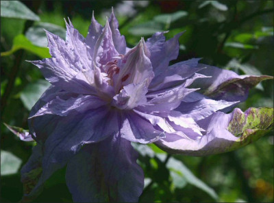 Clematis_Jackmanii_Alba.jpg