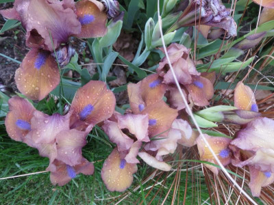 Iris barb.jpg