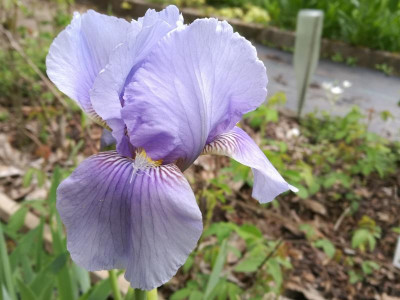 I_Morgendaemmerung_20190507_115348.jpg