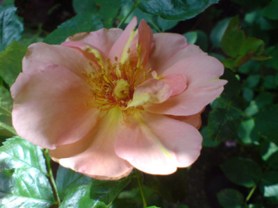 ana_4_07.JPG