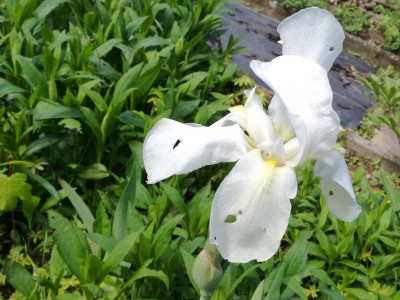 I_albicans_20190505_110439.jpg