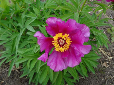 Paeonia unbekannt Mai 2019.JPG