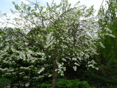 Halesia diptera magniflora Mai 2019.JPG