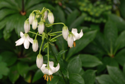 Lilium-martagon-alba-0507-k.jpg