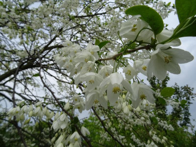 Halesia diptera magniflora Mai 2019 2b.JPG