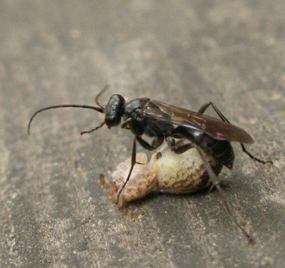 vielleicht_schlupfwespe_mit_spinne_2007-05-25.jpg