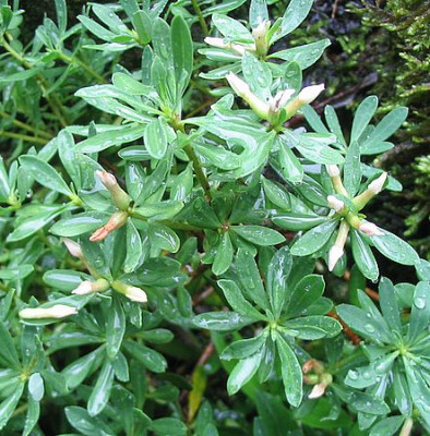 Daphne_oleoides_fars_2007.jpg