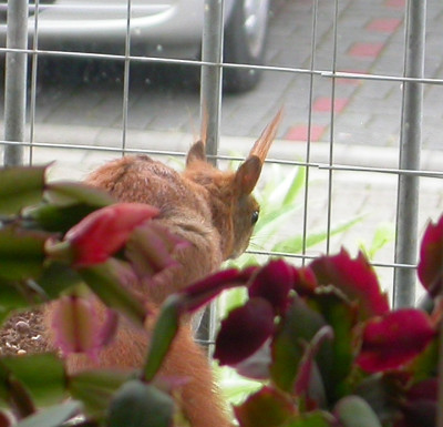 Eichhörnchen auf dem Balkon 7.5.19.jpg