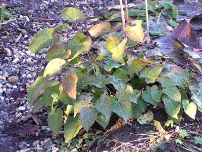 epimedium.jpg