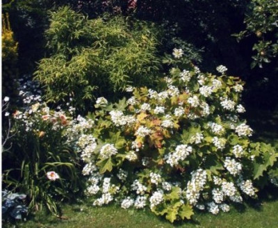 Garten._Hydrangea_querc.in_Umgebung005.jpg