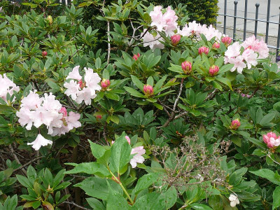 190509_Rhodo_1.jpg
