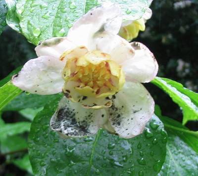 Sinocalycanthus_chinensis_fars_2007.jpg