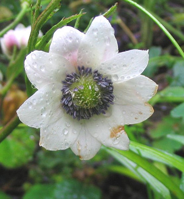 Anemone_leveillei_fars_2007.jpg