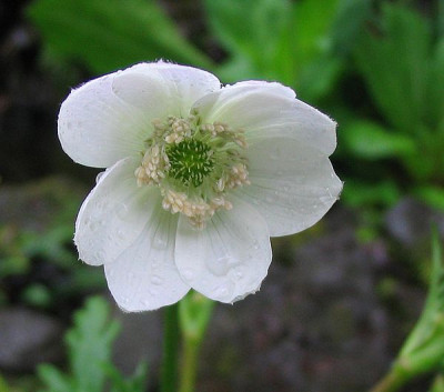 Anemone_rivularis_fars_2007.jpg