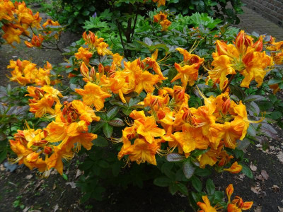 Azalea Rhododendron Klondyke Mai 2019.JPG