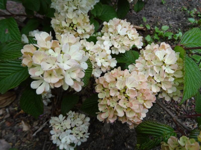 Viburnum plicatum Pink Sensation Mai 2019.JPG