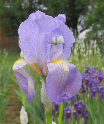 pallida dalm Wichmann.jpg