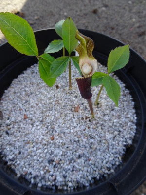 Arisaema sikkokianum Mai 2019.JPG