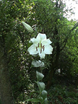 Casa_Blanca.jpg