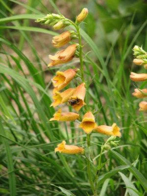 digitalis_unbekannt.jpg