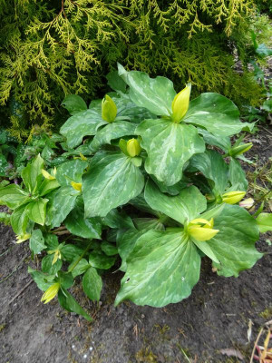Trillium luteum Mai 2019.JPG