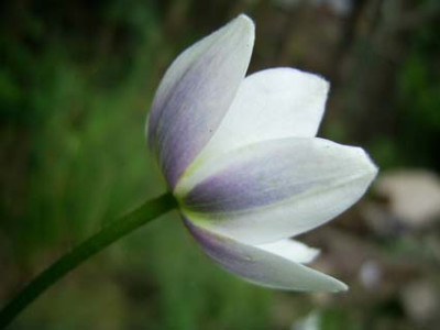 meine_Anemone_leveillei_PIC_0463.JPG