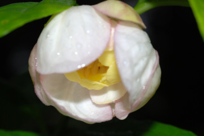 Sinocalycanthus-0507-k.jpg