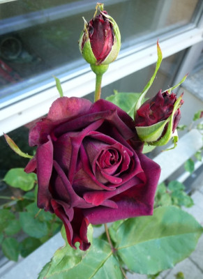FDub_0519_02.JPG