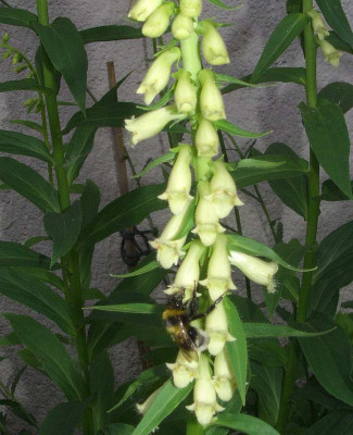 Digitalis_sibirica.jpg
