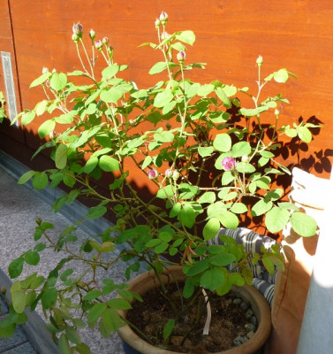CdR_0519_01.JPG
