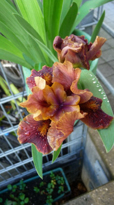 Iris+Laikastecklinge.JPG