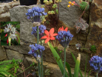 Allium_caeruleum_07.jpg