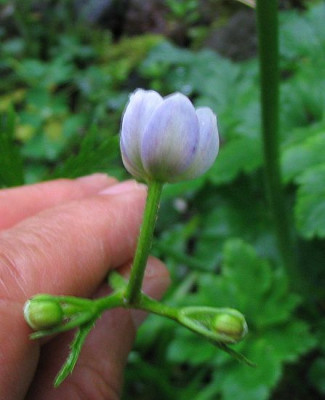 Anemone_rivularis_2_fars_2007.jpg