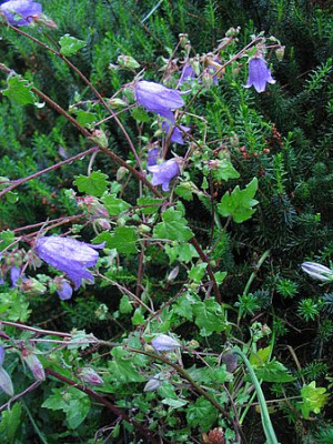 Campanula_welche_fars_2007.jpg